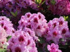 Rhododendron 'Pfauenauge' ®