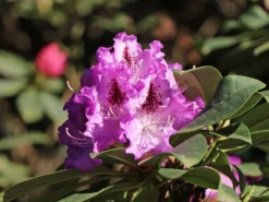 Rhododendron 'Pfauenauge' ® -Deutschland Garten Funk Verkaufs-Shop rhododendron pfauenauge m003266 w 1