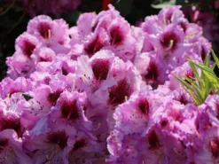 Rhododendron 'Pfauenauge' ® -Deutschland Garten Funk Verkaufs-Shop rhododendron pfauenauge m003266 w 3