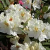 Rhododendron 'Phyllis Korn'