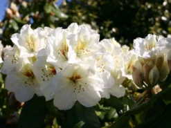 Rhododendron 'Phyllis Korn' -Deutschland Garten Funk Verkaufs-Shop rhododendron phyllis korn m003816 w 0