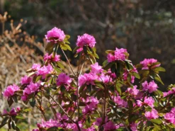 Rhododendron 'P.J.M.Elite'