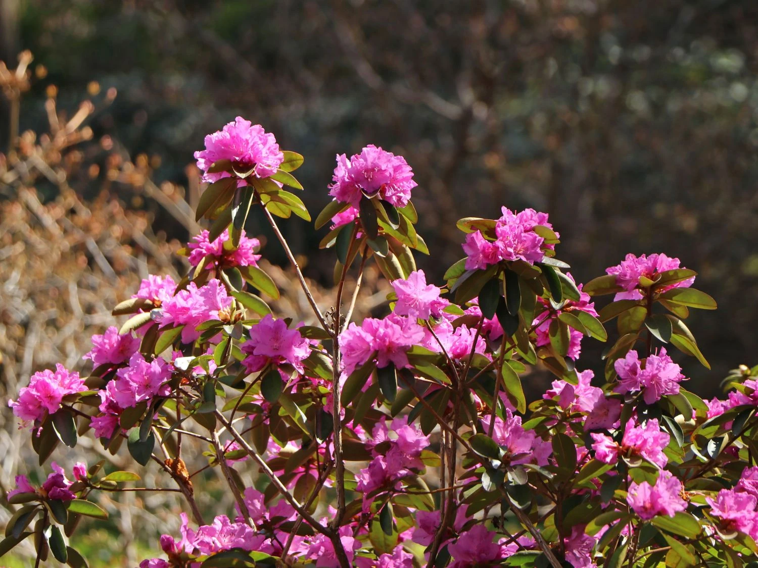 Rhododendron 'P.J.M.Elite' 1 Rhododendron 'P.J.M.Elite'