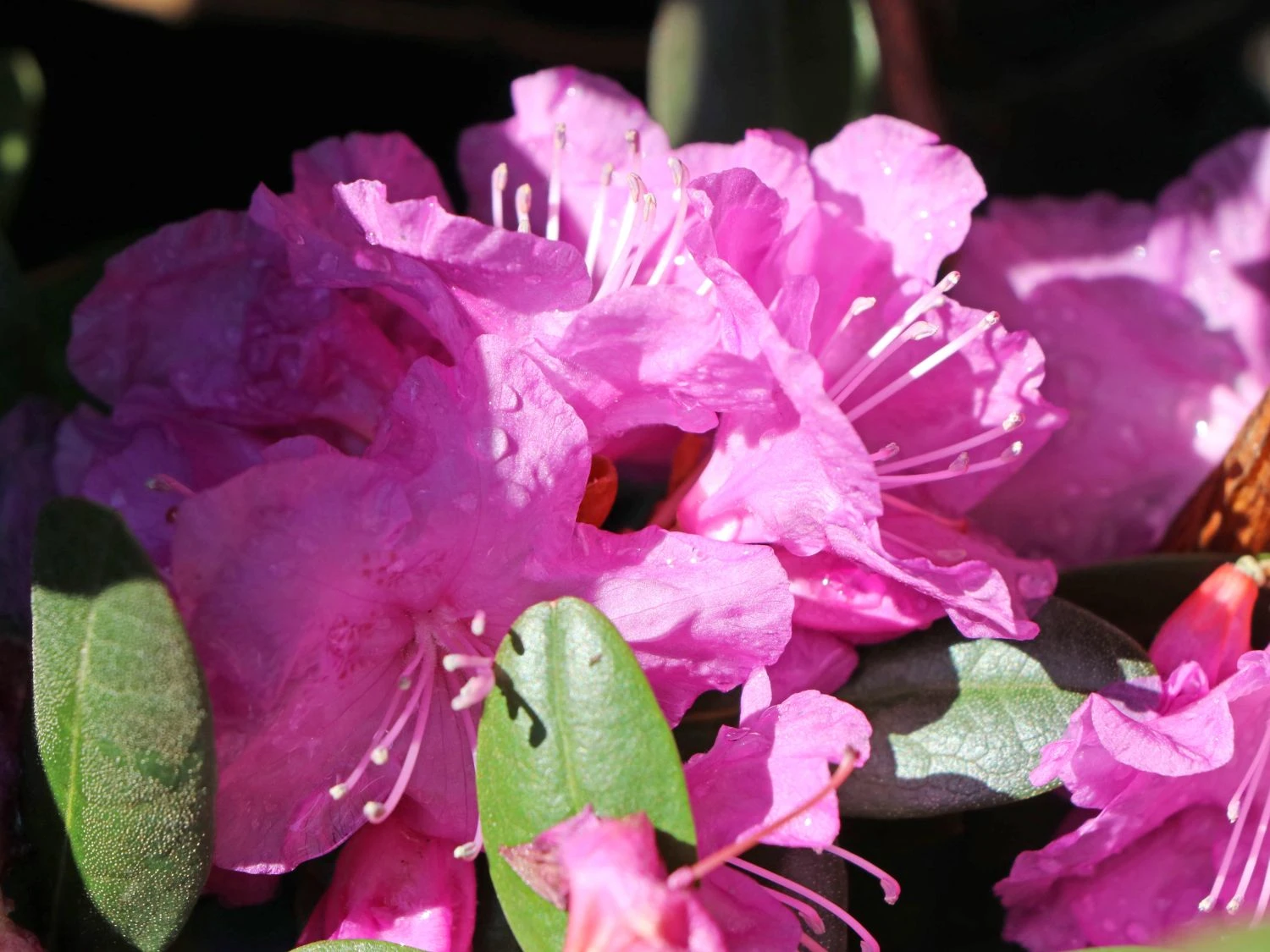 Rhododendron 'P.J.M.Elite' 2 Rhododendron 'P.J.M.Elite' – Bild 2
