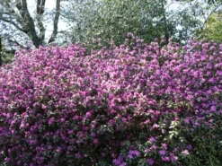 Rhododendron 'P.J.M.Elite' 7 Rhododendron 'P.J.M.Elite' -Deutschland Garten Funk Verkaufs-Shop rhododendron pjmelite m004060 w 1
