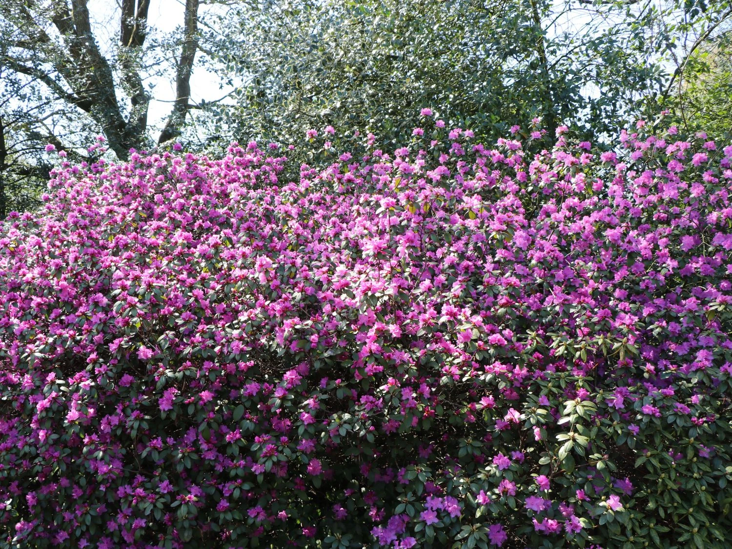 Rhododendron 'P.J.M.Elite' 4 Rhododendron 'P.J.M.Elite' – Bild 4