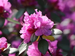 Rhododendron 'P.J.M.Elite' 6 Rhododendron 'P.J.M.Elite' -Deutschland Garten Funk Verkaufs-Shop rhododendron pjmelite m004060 w 2