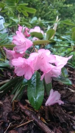 Rhododendron 'Polaris' -Deutschland Garten Funk Verkaufs-Shop rhododendron polaris m002374 193676 0
