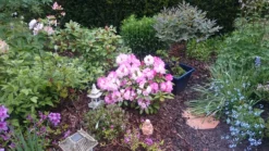 Rhododendron 'Polaris' -Deutschland Garten Funk Verkaufs-Shop rhododendron polaris m002374 80497 1