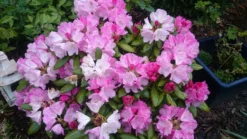 Rhododendron 'Polaris' -Deutschland Garten Funk Verkaufs-Shop rhododendron polaris m002374 80497 2