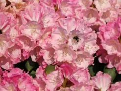 Rhododendron 'Polaris' -Deutschland Garten Funk Verkaufs-Shop rhododendron polaris m002374 w 1