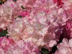 Rhododendron 'Polaris' -Deutschland Garten Funk Verkaufs-Shop rhododendron polaris m002374 w 2