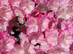 Rhododendron 'Polaris' -Deutschland Garten Funk Verkaufs-Shop rhododendron polaris m002374 w 3