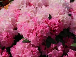 Rhododendron 'Polaris' -Deutschland Garten Funk Verkaufs-Shop rhododendron polaris m002374 w 4