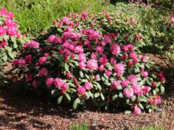 Rhododendron 'Polaris' -Deutschland Garten Funk Verkaufs-Shop rhododendron polaris m002374 w 6