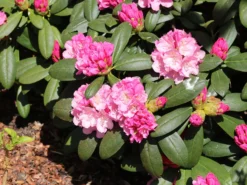 Rhododendron 'Polaris' -Deutschland Garten Funk Verkaufs-Shop rhododendron polaris m002374 w 7