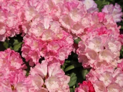 Rhododendron 'Polaris' -Deutschland Garten Funk Verkaufs-Shop rhododendron polaris m002374 w 8