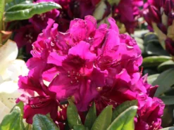 Rhododendron 'Polarnacht' -Deutschland Garten Funk Verkaufs-Shop rhododendron polarnacht m002342 w 5