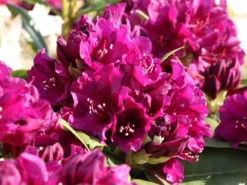 Rhododendron 'Polarnacht' -Deutschland Garten Funk Verkaufs-Shop rhododendron polarnacht m002342 w 6