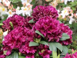 Rhododendron 'Polarnacht' -Deutschland Garten Funk Verkaufs-Shop rhododendron polarnacht m002342 w 7