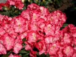 Rhododendron 'Priscilla'
