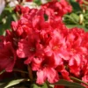 Rhododendron 'Rabatz' ®