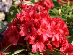 Rhododendron 'Rabatz' ®