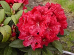 Rhododendron 'Rabatz' ® -Deutschland Garten Funk Verkaufs-Shop rhododendron rabatz m003822 w 1
