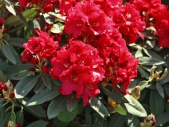 Rhododendron 'Rabatz' ® -Deutschland Garten Funk Verkaufs-Shop rhododendron rabatz m003822 w 2