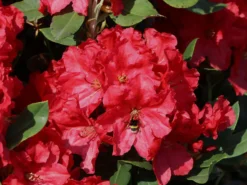 Rhododendron 'Rabatz' ® -Deutschland Garten Funk Verkaufs-Shop rhododendron rabatz m003822 w 4