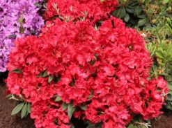 Rhododendron 'Rabatz' ® -Deutschland Garten Funk Verkaufs-Shop rhododendron rabatz m003822 w 5