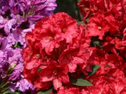 Rhododendron 'Rabatz' ® -Deutschland Garten Funk Verkaufs-Shop rhododendron rabatz m003822 w 6