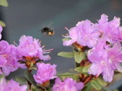 Rhododendron 'Ramapo' 8 Rhododendron 'Ramapo' -Deutschland Garten Funk Verkaufs-Shop rhododendron ramapo m004314 w 0