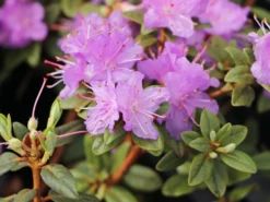 Rhododendron 'Ramapo' 9 Rhododendron 'Ramapo' -Deutschland Garten Funk Verkaufs-Shop rhododendron ramapo m004314 w 1