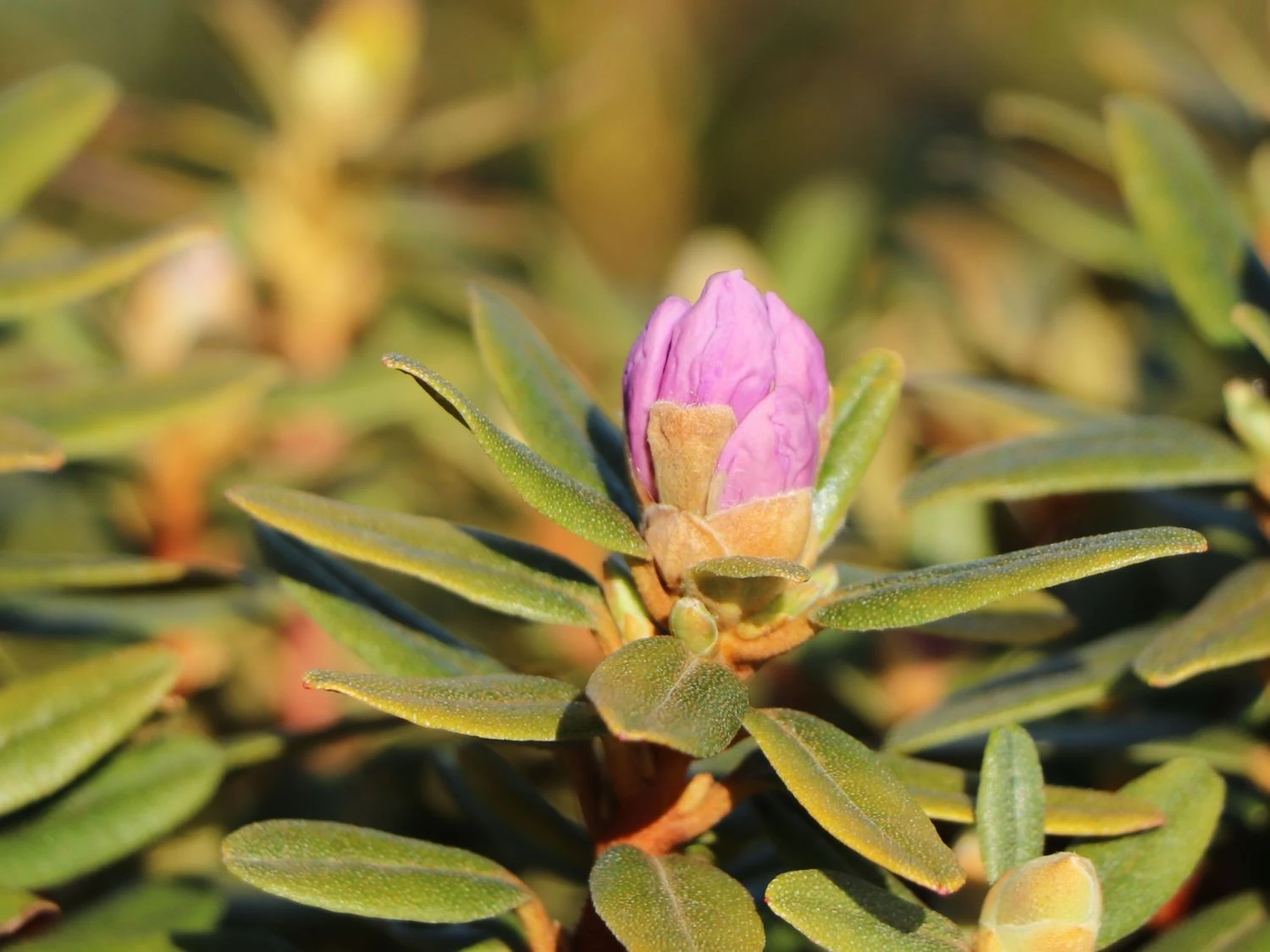 Rhododendron 'Ramapo' 6 Rhododendron 'Ramapo' – Bild 6