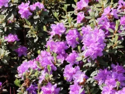 Rhododendron 'Ramapo' 10 Rhododendron 'Ramapo' -Deutschland Garten Funk Verkaufs-Shop rhododendron ramapo m004314 w 3