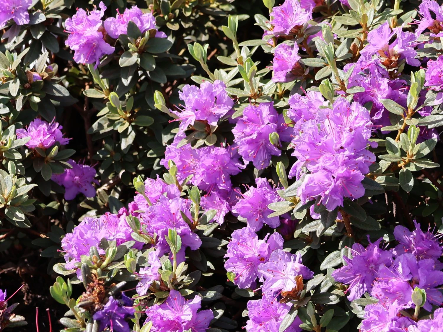 Rhododendron 'Ramapo' 5 Rhododendron 'Ramapo' – Bild 5