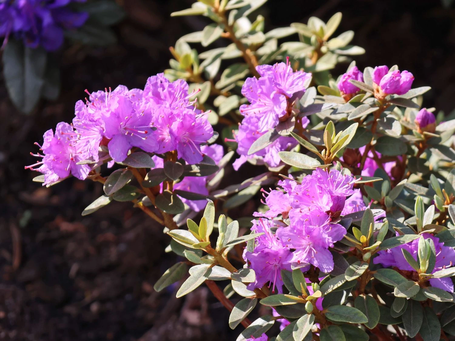 Rhododendron 'Ramapo' 2 Rhododendron 'Ramapo' – Bild 2