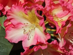 Rhododendron 'Raphaela' -Deutschland Garten Funk Verkaufs-Shop rhododendron raphaela m096484 w 0