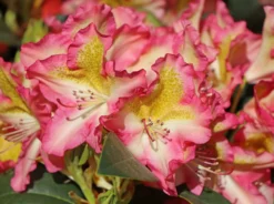Rhododendron 'Raphaela' -Deutschland Garten Funk Verkaufs-Shop rhododendron raphaela m096484 w 1