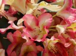 Rhododendron 'Raphaela' -Deutschland Garten Funk Verkaufs-Shop rhododendron raphaela m096484 w 2