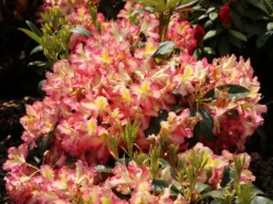 Rhododendron 'Raphaela' -Deutschland Garten Funk Verkaufs-Shop rhododendron raphaela m096484 w 3