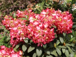 Rhododendron 'Raphaela' -Deutschland Garten Funk Verkaufs-Shop rhododendron raphaela m096484 w 4