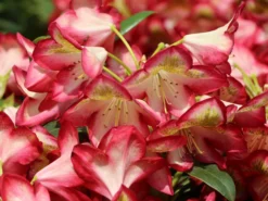 Rhododendron 'Raphaela' -Deutschland Garten Funk Verkaufs-Shop rhododendron raphaela m096484 w 5