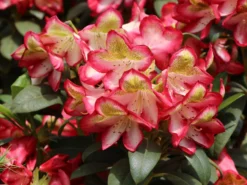 Rhododendron 'Raphaela' -Deutschland Garten Funk Verkaufs-Shop rhododendron raphaela m096484 w 7