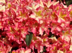 Rhododendron 'Raphaela' -Deutschland Garten Funk Verkaufs-Shop rhododendron raphaela m096484 w 9