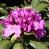 Rhododendron 'Rasputin'