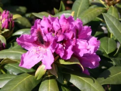 Rhododendron 'Rasputin'