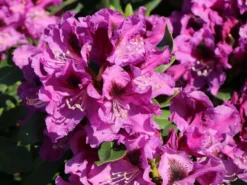 Rhododendron 'Rasputin' -Deutschland Garten Funk Verkaufs-Shop rhododendron rasputin m002346 w 2