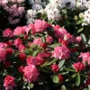 Rhododendron 'Rendezvous'